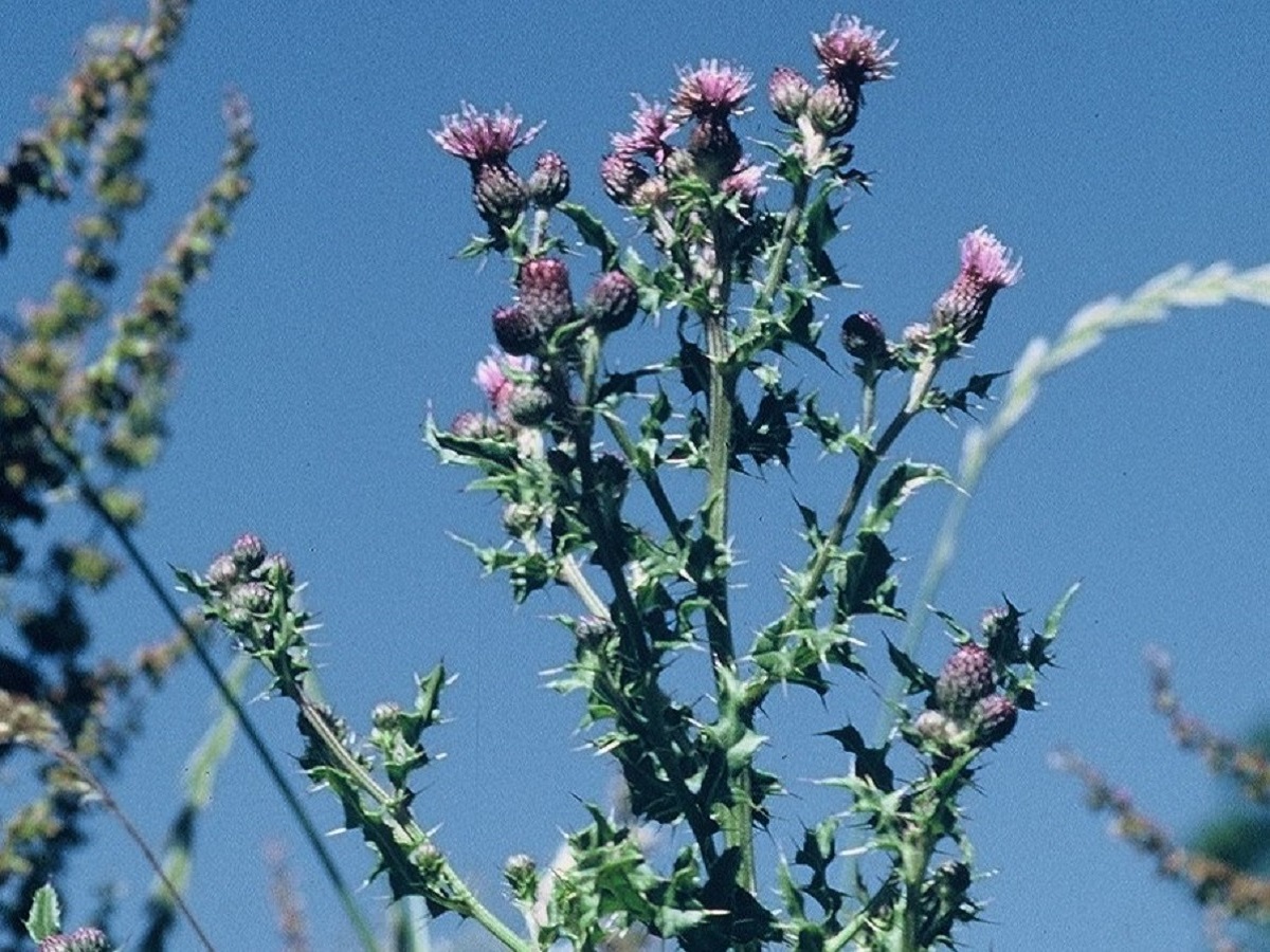 Cirsium arvense (Asteraceae)